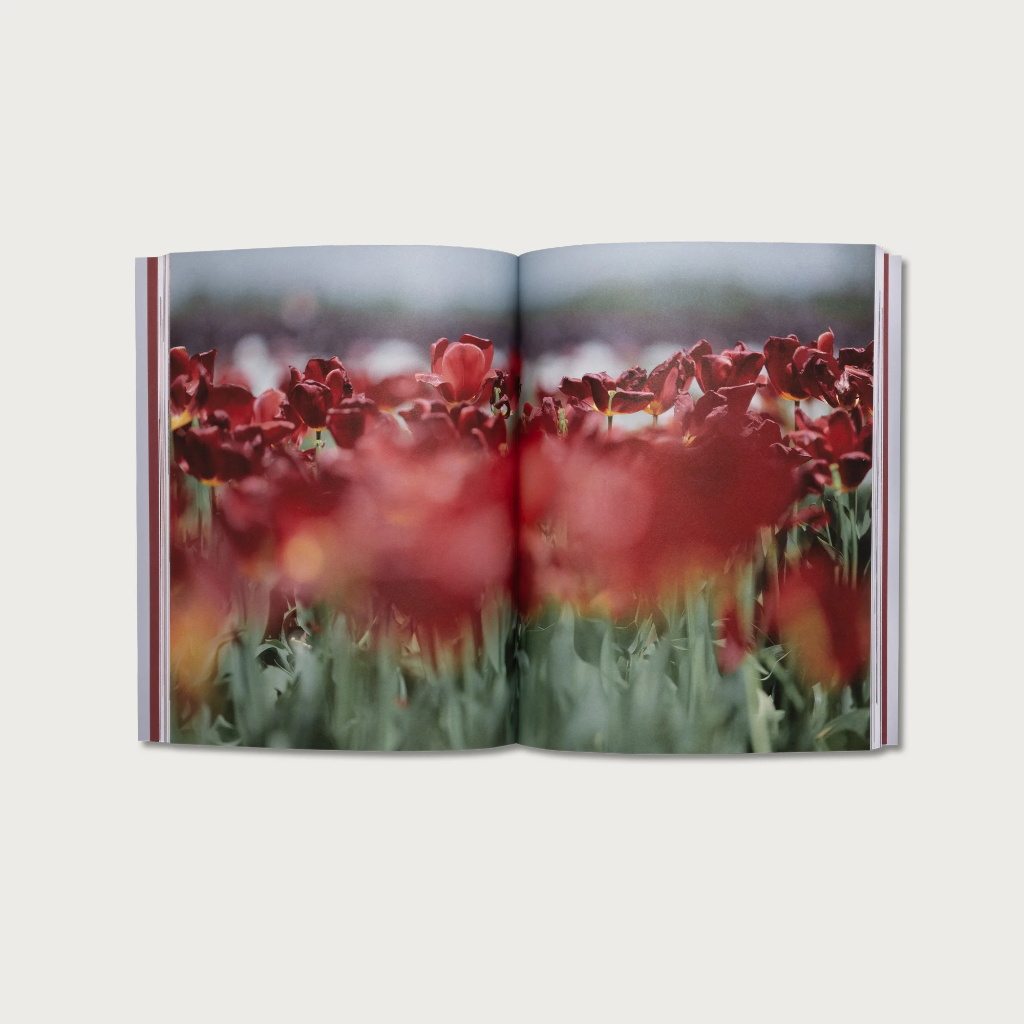 The Book of James - Image 3